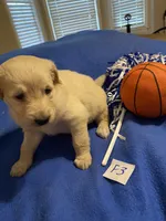Carlie, a female Goldendoodle for sale in Arab, AL – 2 of 8