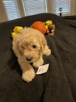 Ellie, a female Goldendoodle for sale in Arab, AL – 5 of 10
