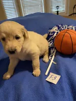 Carlie, a female Goldendoodle for sale in Arab, AL – 7 of 8