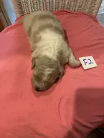Carlie, a female Goldendoodle for sale in Arab, AL – 3 of 5