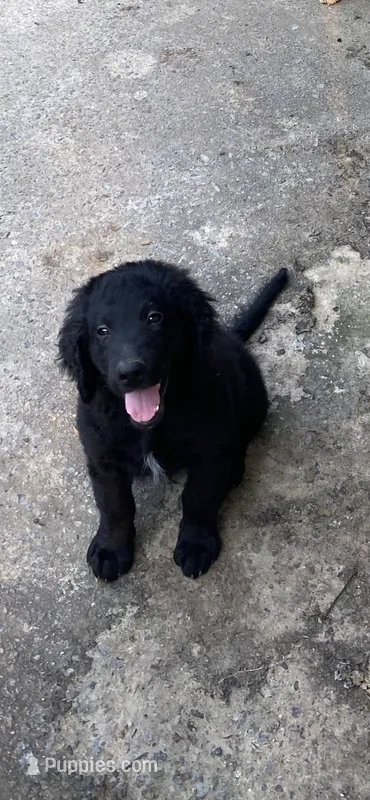 Maverick  – Goldendoodle puppy for sale in Arab, AL