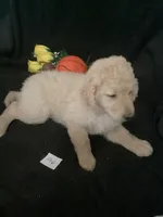 Luke, a male Goldendoodle for sale in Arab, AL – 9 of 10