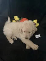 Luke, a male Goldendoodle for sale in Arab, AL – 10 of 10