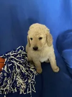 Daisy, a female Goldendoodle for sale in Arab, AL – 5 of 10