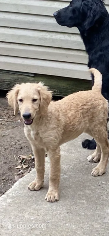 Daisy – Goldendoodle puppy for sale in Arab, AL