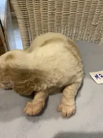 Bodie, a male Goldendoodle for sale in Arab, AL – 4 of 7