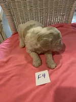 Stella, a female Goldendoodle for sale in Arab, AL – 7 of 8