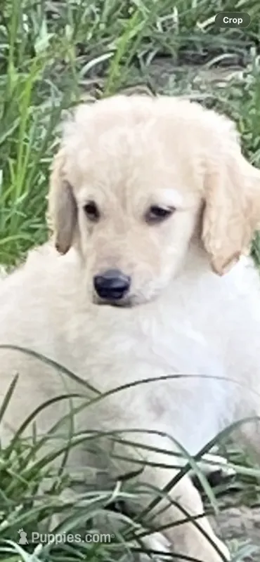 Rocky – Goldendoodle puppy for sale in Arab, AL