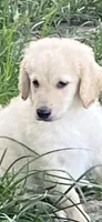 Rocky, a female Goldendoodle for sale in Arab, AL – 1 of 10