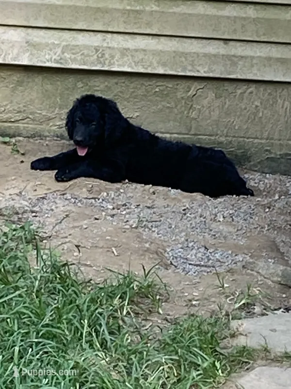 Maverick  – Goldendoodle puppy for sale in Arab, AL