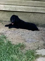 Maverick , a male Goldendoodle for sale in Arab, AL – 3 of 9
