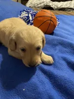 Lilly, a female Goldendoodle for sale in Arab, AL – 2 of 7