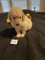 Rocky, a female Goldendoodle for sale in Arab, AL – 7 of 10