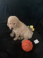 Daisy, a female Goldendoodle for sale in Arab, AL – 3 of 10