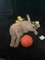 Daisy, a female Goldendoodle for sale in Arab, AL – 7 of 10