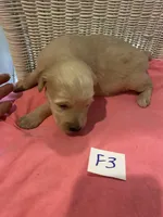 Reece, a female Goldendoodle for sale in Arab, AL – 3 of 6