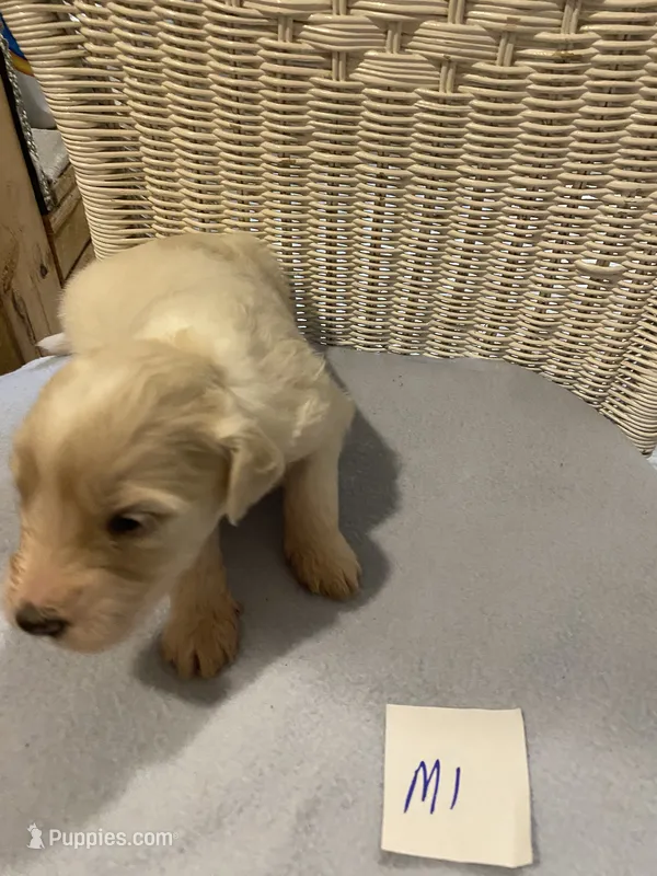 Milo – Goldendoodle puppy for sale in Arab, AL