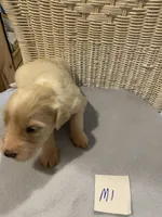 Milo, a female Goldendoodle for sale in Arab, AL – 1 of 7