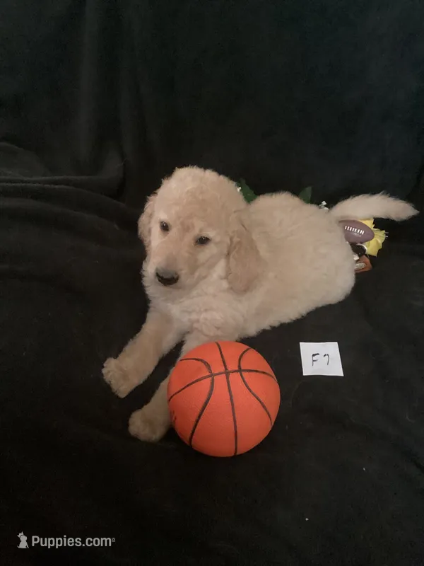 Daisy – Goldendoodle puppy for sale in Arab, AL