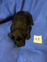 Maverick , a male Goldendoodle for sale in Arab, AL – 3 of 5