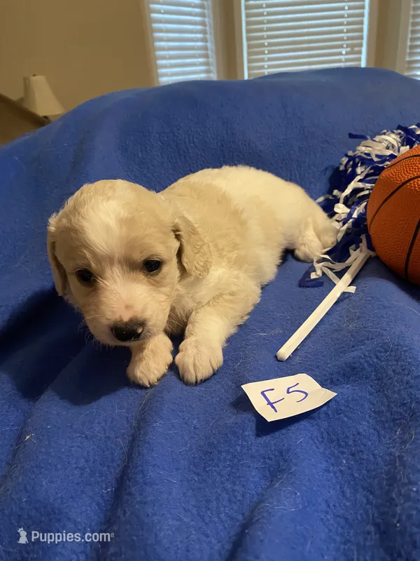Izzy – Goldendoodle puppy for sale in Arab, AL