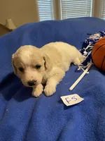 Izzy, a female Goldendoodle for sale in Arab, AL – 1 of 10