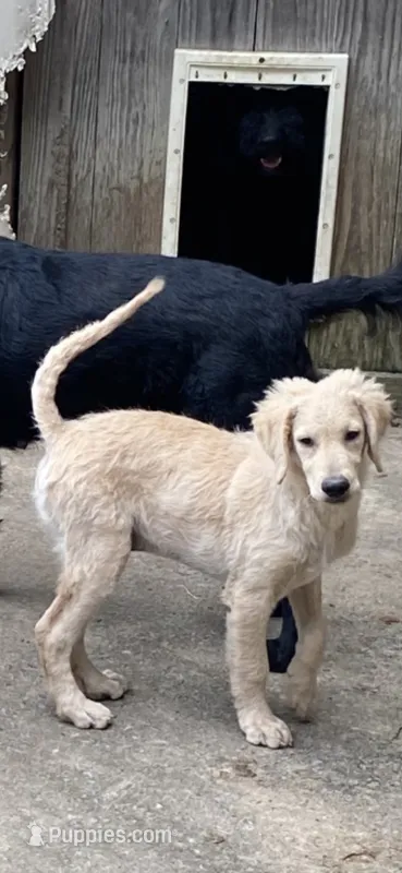 Luke – Goldendoodle puppy for sale in Arab, AL