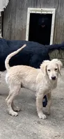 Luke, a male Goldendoodle for sale in Arab, AL – 1 of 9