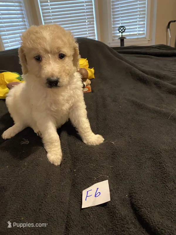 Reece – Goldendoodle puppy for sale in Arab, AL