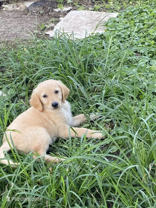 Lilly – Goldendoodle puppy for sale in Arab, AL