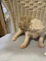 Milo, a female Goldendoodle for sale in Arab, AL – 5 of 7