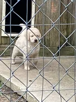 Luke, a male Goldendoodle for sale in Arab, AL – 1 of 10