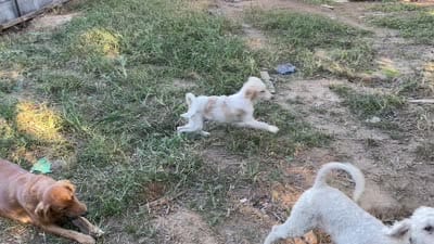 Reece, a female Goldendoodle for sale in Arab, AL – 10 of 10