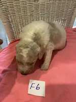 Izzy, a female Goldendoodle for sale in Arab, AL – 7 of 7