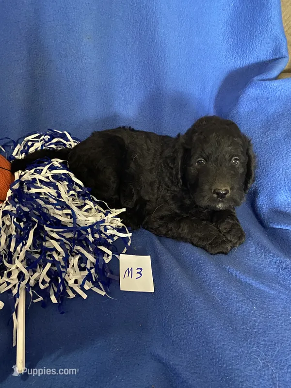 Maverick  – Goldendoodle puppy for sale in Arab, AL
