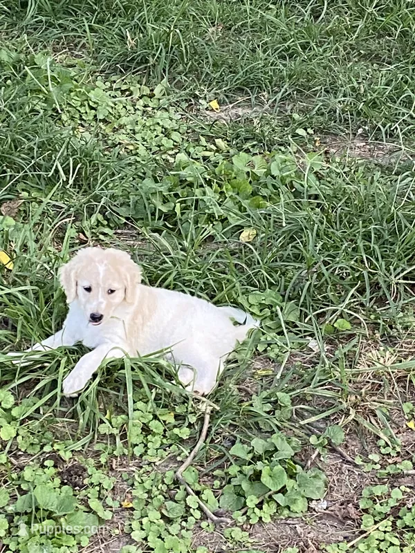 Reece – Goldendoodle puppy for sale in Arab, AL