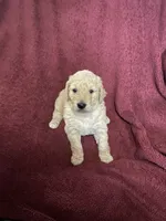 Daisy, a female Goldendoodle for sale in Arab, AL – 9 of 10
