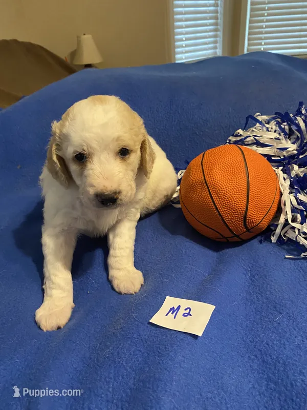 Bodie – Goldendoodle puppy for sale in Arab, AL