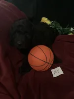 Maverick , a male Goldendoodle for sale in Arab, AL – 7 of 9