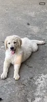 Luke, a male Goldendoodle for sale in Arab, AL – 6 of 9