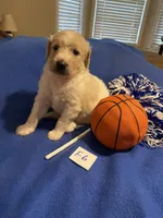 Reece, a female Goldendoodle for sale in Arab, AL – 5 of 7