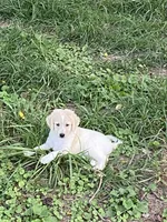 Reece, a female Goldendoodle for sale in Arab, AL – 6 of 9