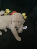Luke, a male Goldendoodle for sale in Arab, AL – 8 of 10