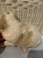 Bodie, a male Goldendoodle for sale in Arab, AL – 6 of 7