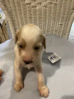 Oakley , a male Goldendoodle for sale in Arab, AL – 3 of 5