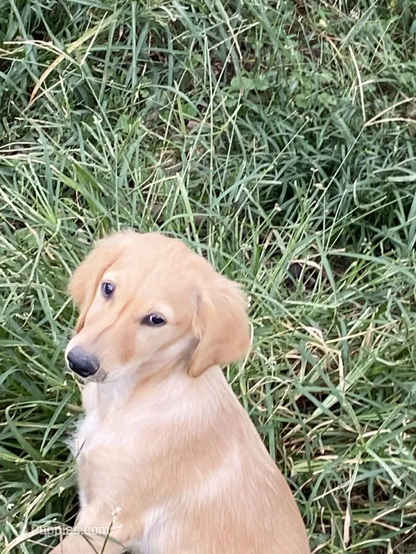 Lilly – Goldendoodle puppy for sale in Arab, AL