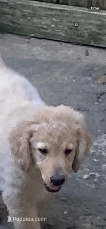 Daisy – Goldendoodle puppy for sale in Arab, AL