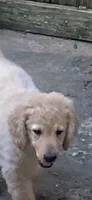 Daisy, a female Goldendoodle for sale in Arab, AL – 1 of 10