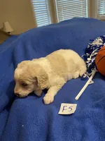 Izzy, a female Goldendoodle for sale in Arab, AL – 3 of 10