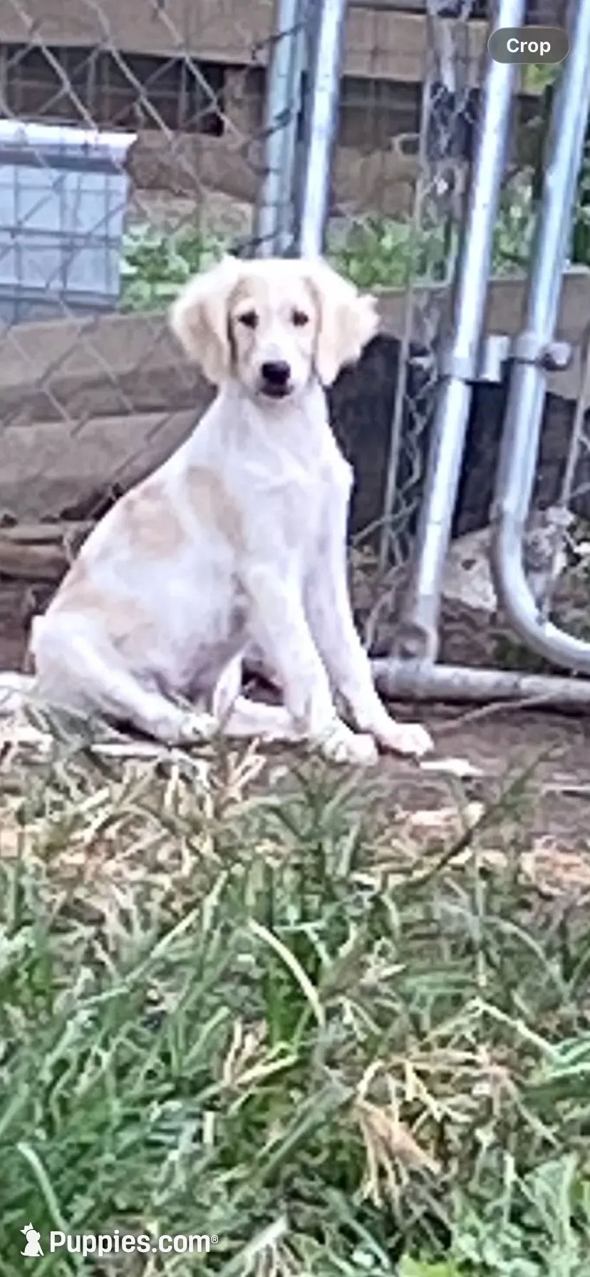 Reece, a female Goldendoodle for sale in Arab, AL – 8 of 10